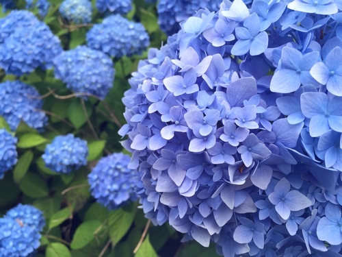 秋田県雲昌寺の紫陽花 阿部多株式会社